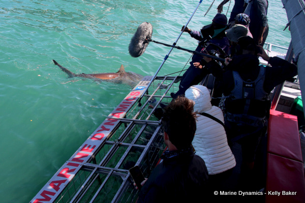 Shark cage diving with Bronze whaler sharks, South Africa